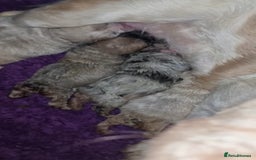 French Bulldog dogs for sale: Fluffy french bulldogs carrying Pink & Testable  - Image 2