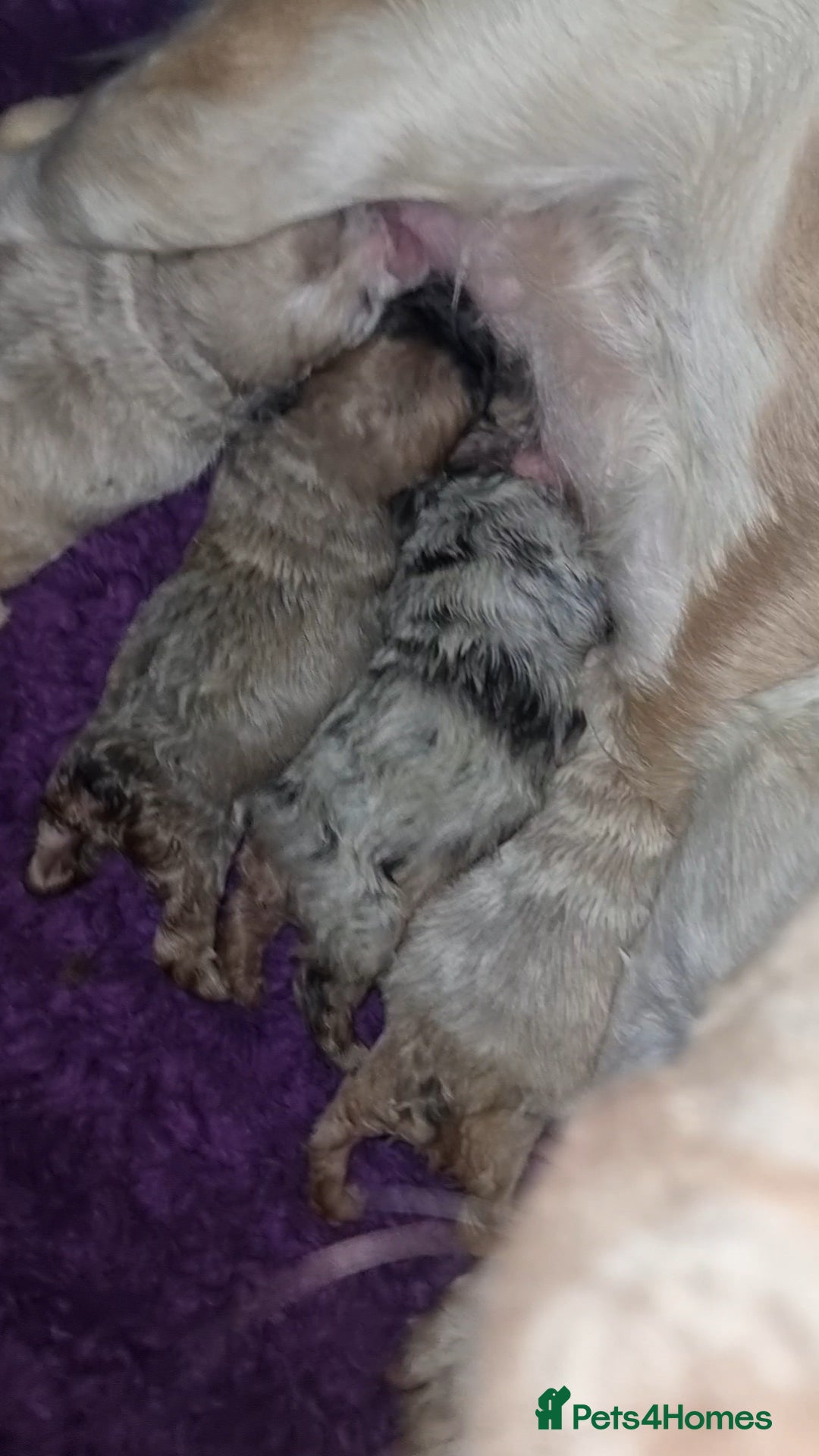 French Bulldog dogs for sale: Fluffy french bulldogs carrying Pink & Testable  - Image 2