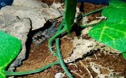 Spiders invertebrates for sale: Trantula collection crested geckos  - Image 33