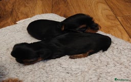 Yorkshire Terrier dogs for sale: 2 tiny Yorkshire terriers 1 male 1 female - Advert 14