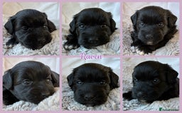 Miniature Schnauzer dogs for sale: MAC/BVA CLEAR - ONE MEGACOATED BLACK GIRL  - Image 2