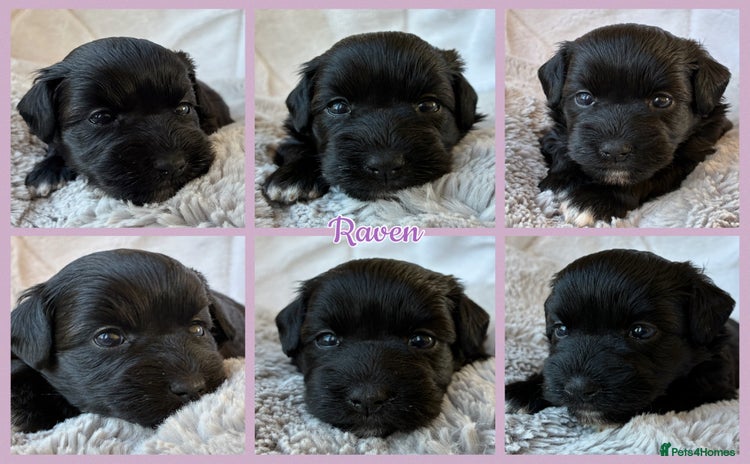 Miniature Schnauzer dogs - Advert 1