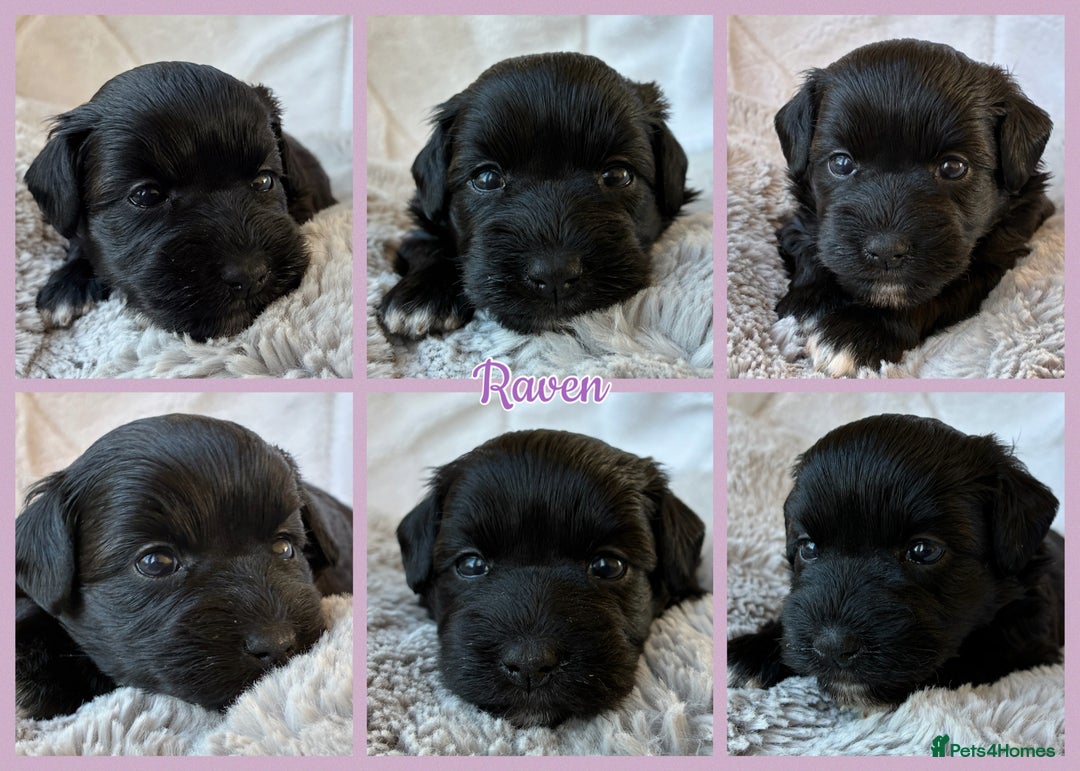 Miniature Schnauzer dogs for sale: MAC/BVA CLEAR - ONE MEGACOATED BLACK GIRL  - Image 2