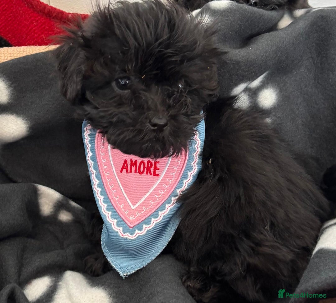 Shihpoo dogs for sale: Adorable shihpoo puppies - Image 4