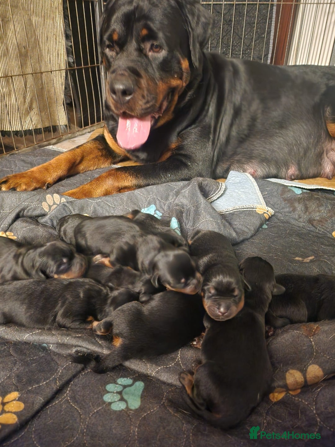 Rottweiler dogs for sale: KC chunky rottweiler puppies - Advert 7