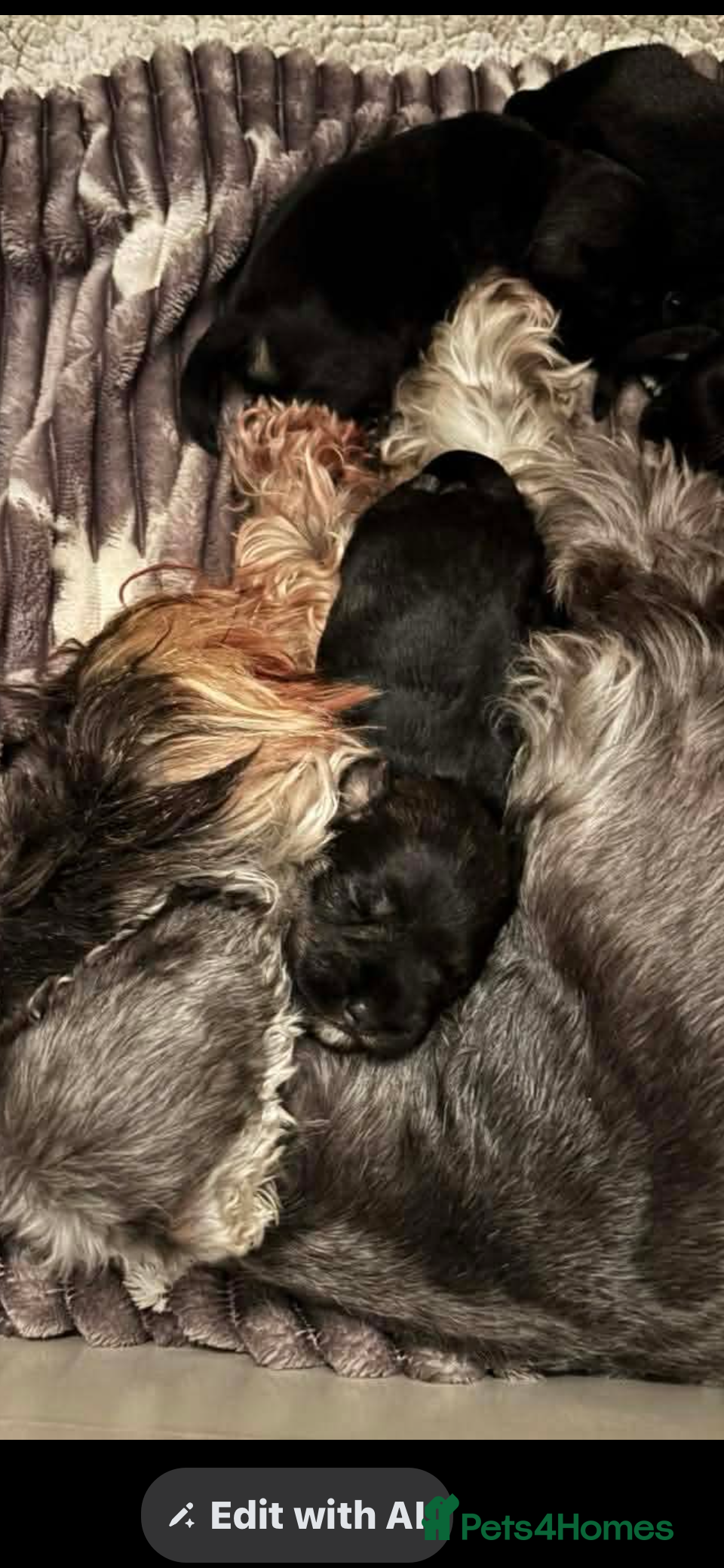 Miniature Schnauzer dogs Miniature schnauzer puppies - Advert 7