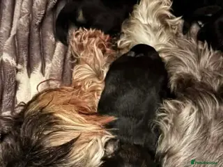 Miniature Schnauzer dogs Miniature schnauzer puppies - Advert 3