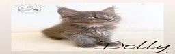Maine Coon cats for sale: High Smoke, Smoke and Solid Pedigree Maine Coon’s - Advert 17