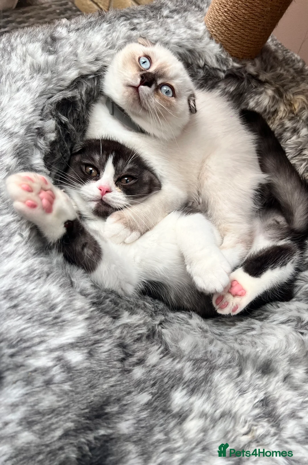 Scottish Fold cats for sale: Pedigree Scottish fold - Advert 7