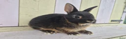 Netherland Dwarf rabbits for sale: 🩵PRETTIEST NETHERLAND DWARF COLOURED BABIES 🩷 - Advert 16