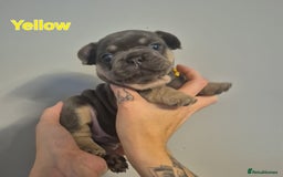 French Bulldog dogs for sale: Beautiful KC French bull dog puppies - Image 12