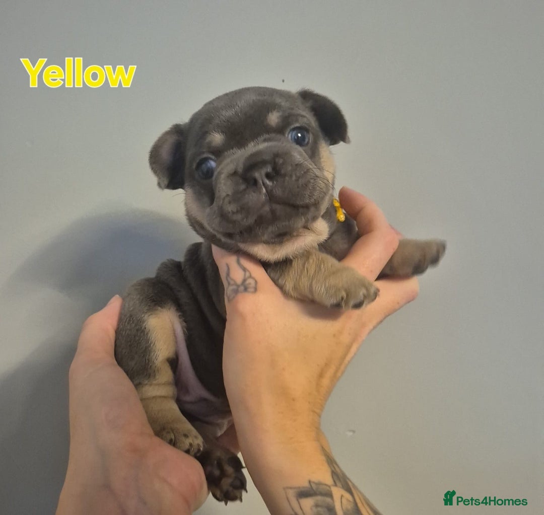 French Bulldog dogs for sale: Beautiful KC French bull dog puppies - Image 12