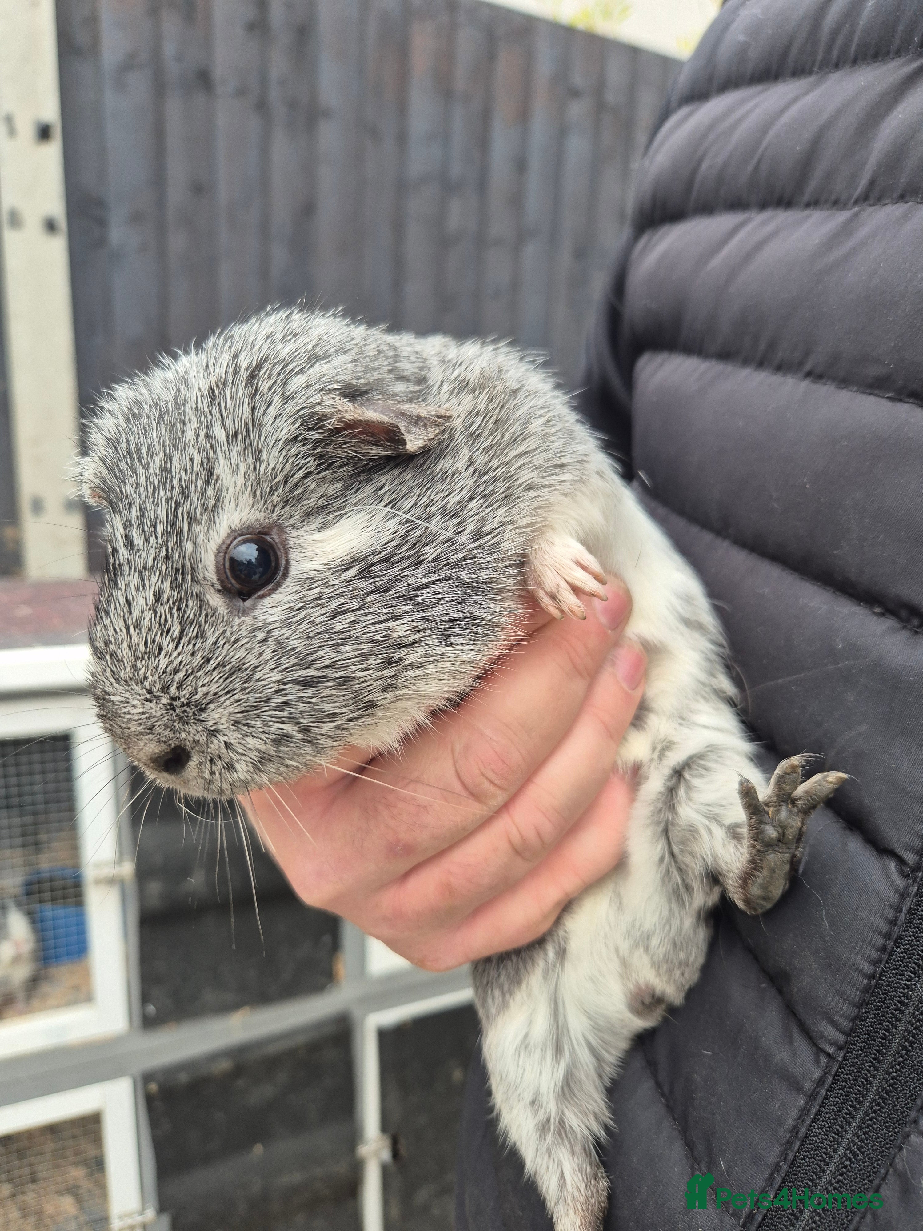 Guinea Pig rodents GUINAPIGS FORFREE  - Advert 5