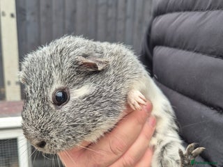 Guinea Pig rodents GUINAPIGS FORFREE - Advert 18