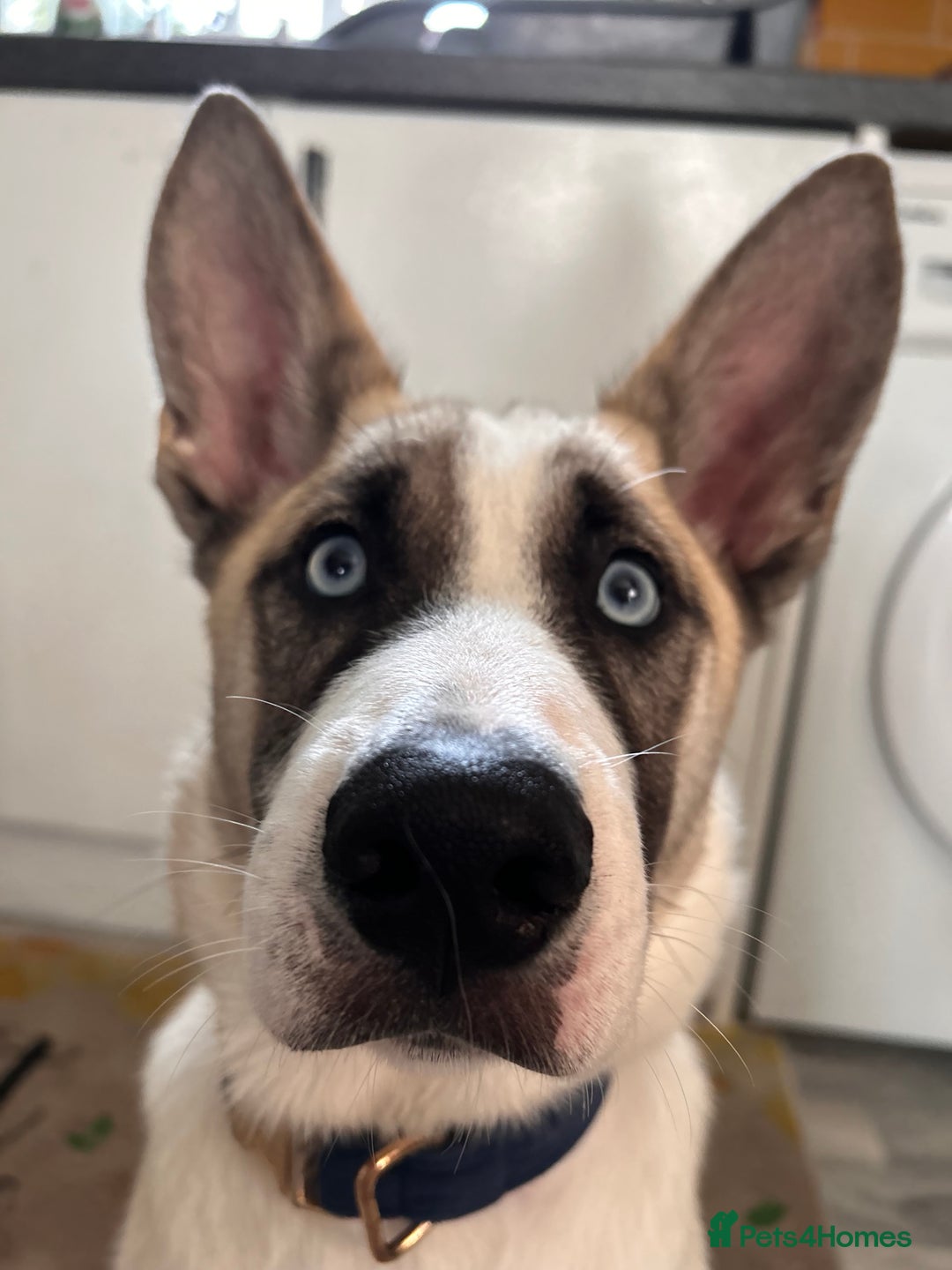 Huskita dogs for sale: Huskita (Husky x Akita) Pup - Image 2