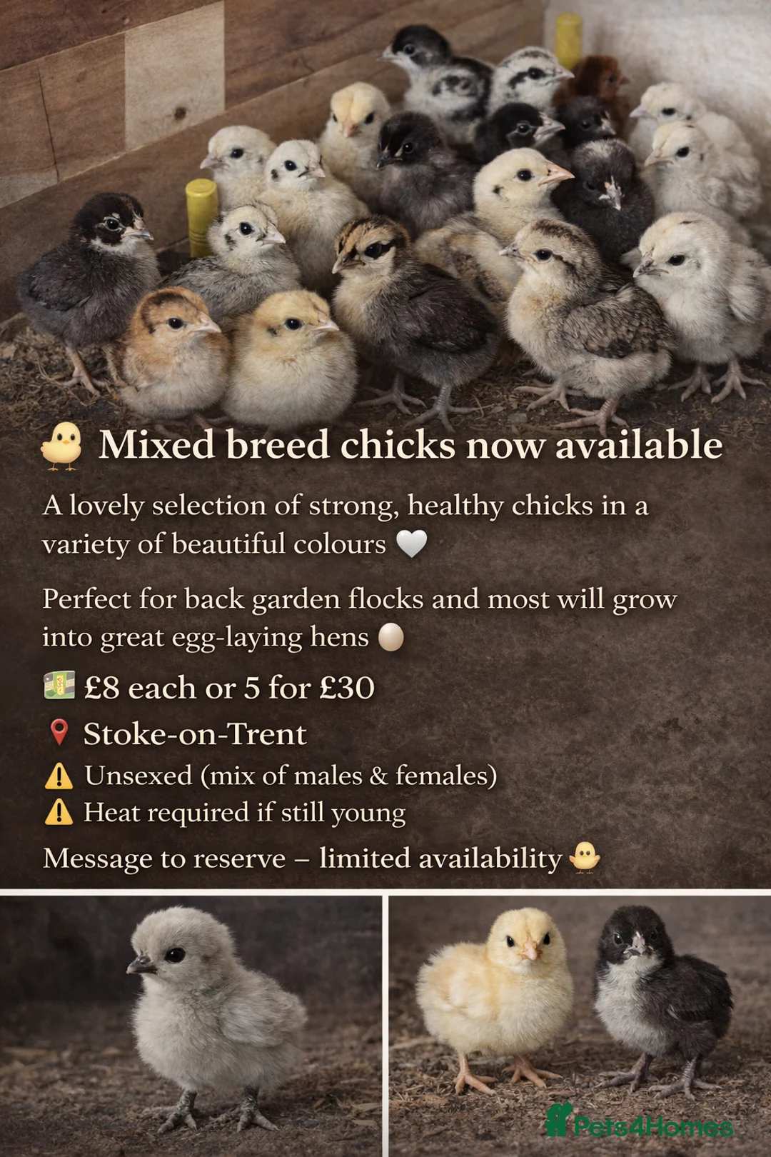 Mixed Breed poultry for sale: Chicks for sale - Advert 4