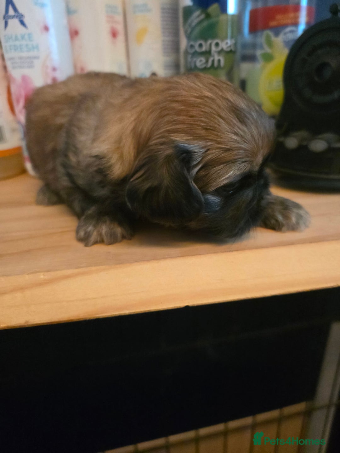 Shih Tzu dogs for sale: Shihtzu puppies - Image 9