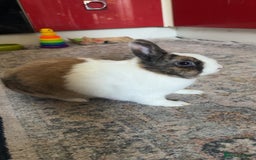 Netherland Dwarf rabbits for sale: Netherland x dutch rabbit “Meddle” - Image 2