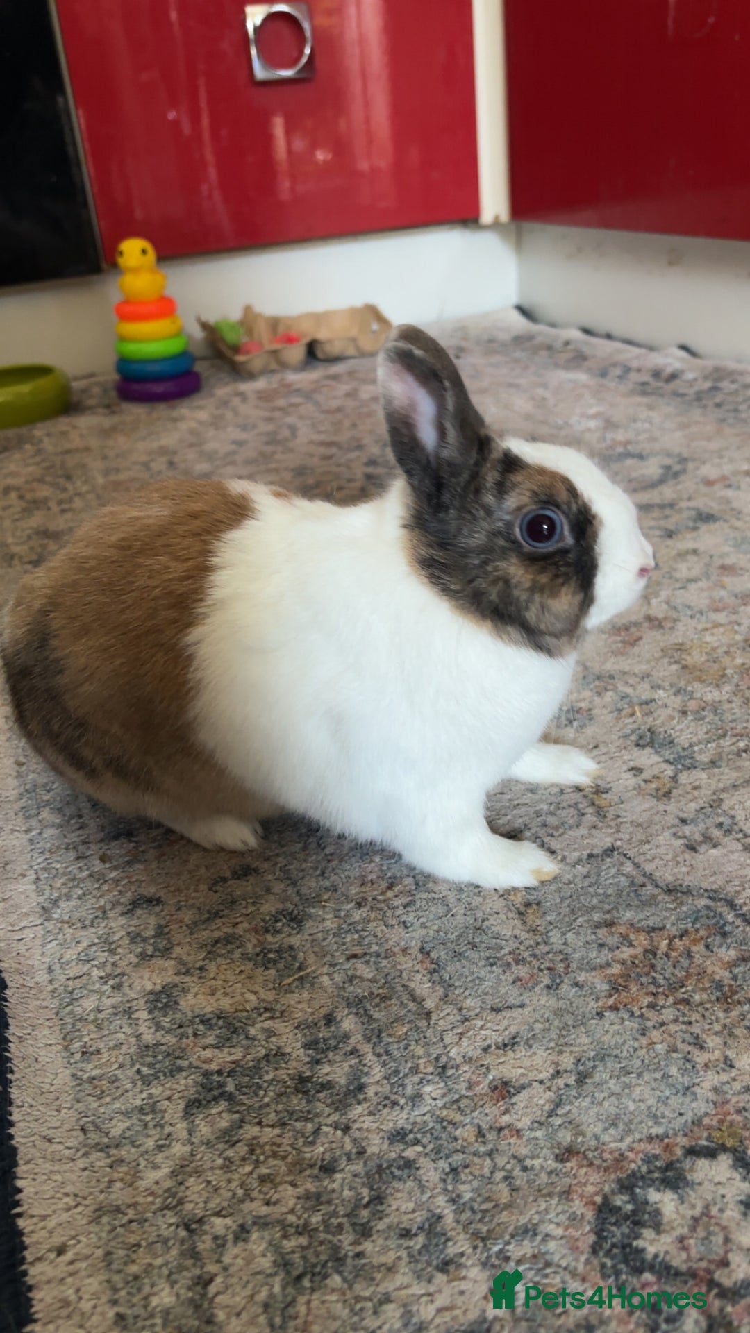 Netherland Dwarf rabbits for sale: Netherland x dutch rabbit “Meddle” - Image 2