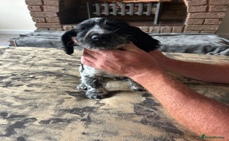 Cocker Spaniel dogs - Advert 2