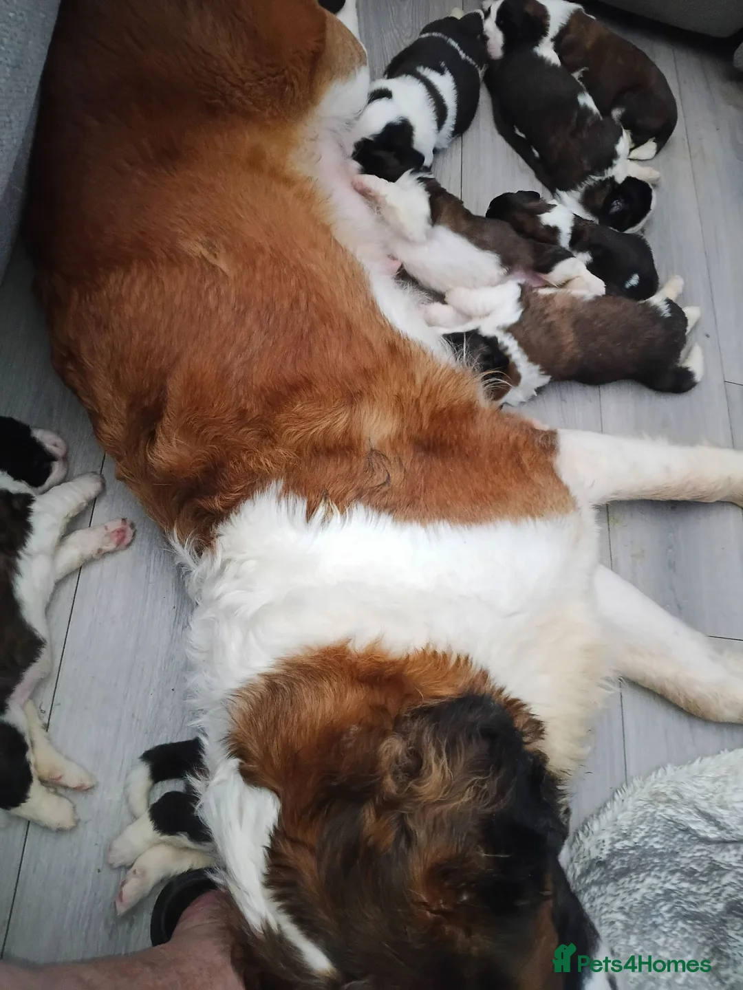 Saint Bernard dogs for sale: St Bernard kc registered puppies - Advert 1