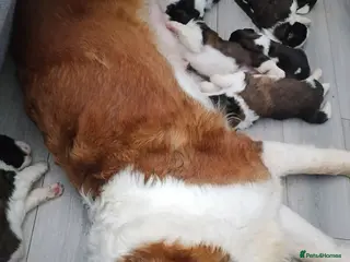 Saint Bernard dogs St Bernard kc registered puppies - Advert 3