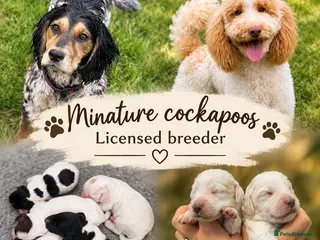 Cockapoo dogs F1 cockapoos licensed breeder - Advert 8