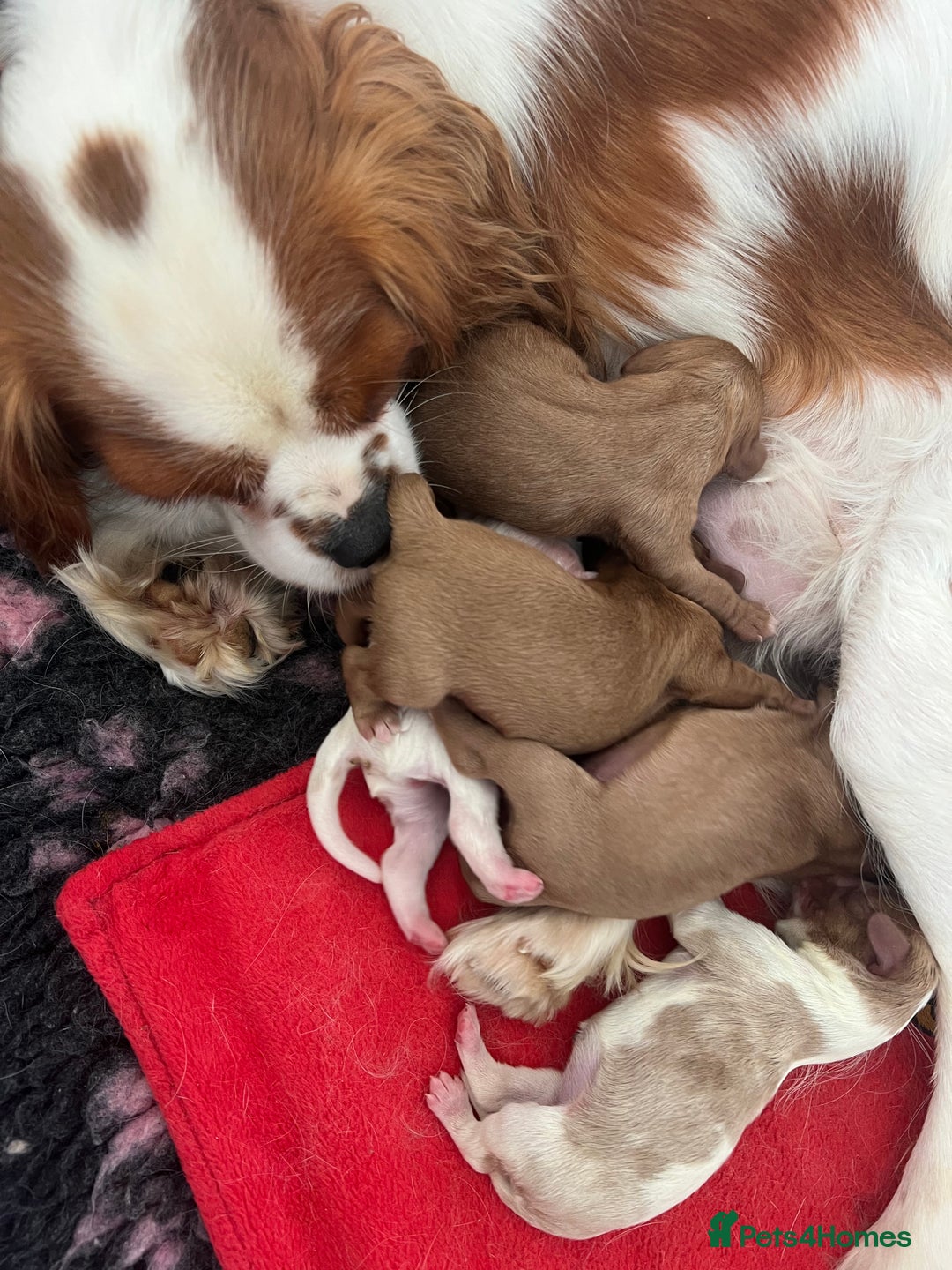 Cavalier King Charles Spaniel dogs for sale: cavalier king charles spaniels  - Image 1
