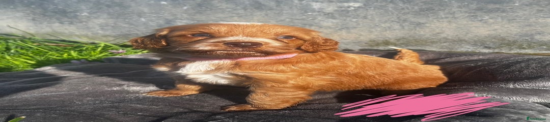 Miss Pink