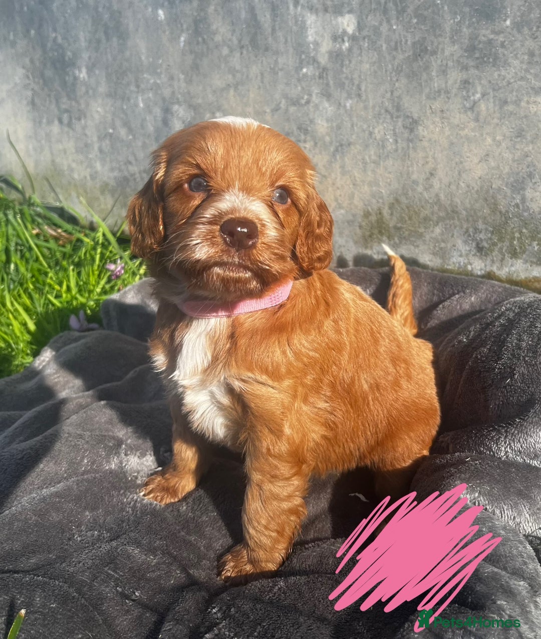 Cockapoo dogs for sale: 🌟Golden Cockapoos🌟 - Image 6