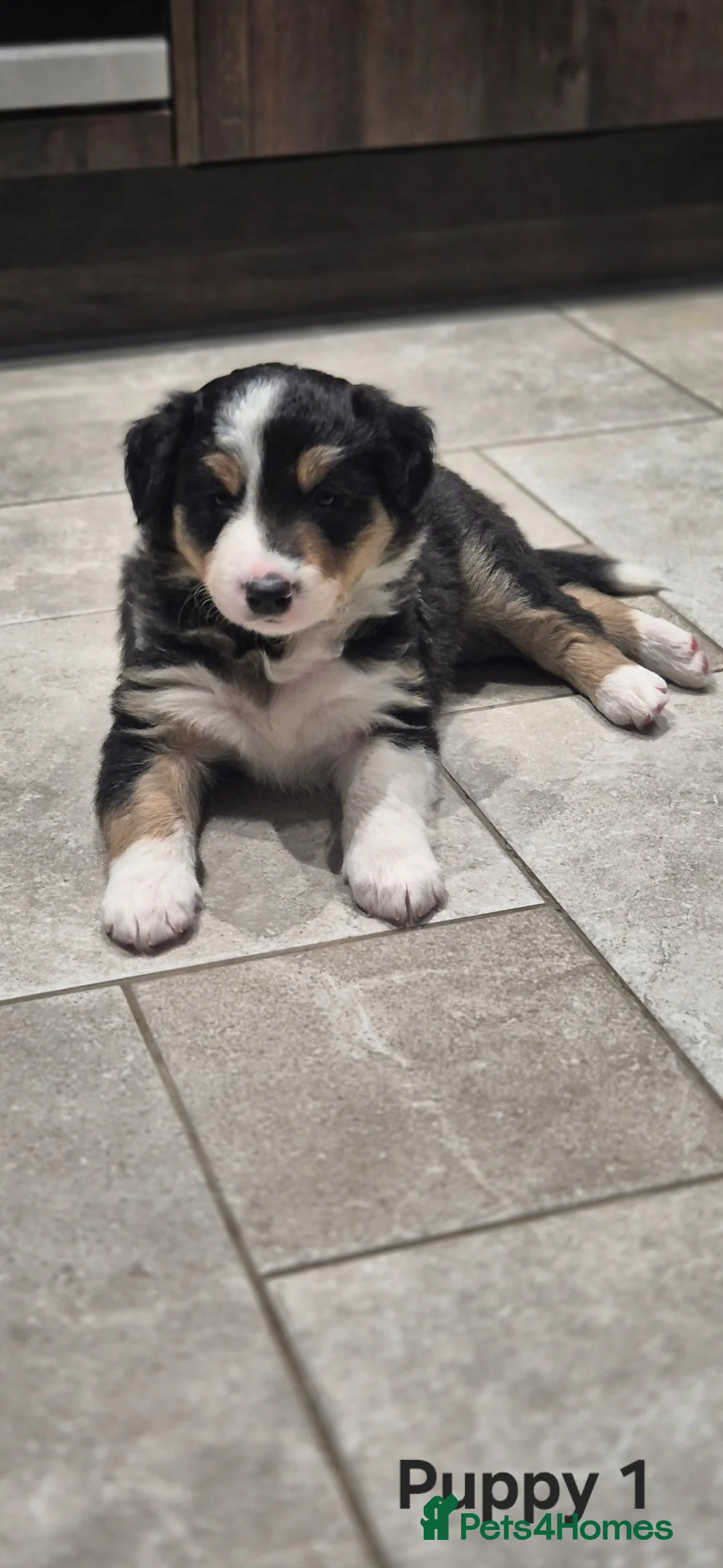 Border Collie dogs for sale: Beautiful Border Collies. Parents DNA tested.  - Advert 10