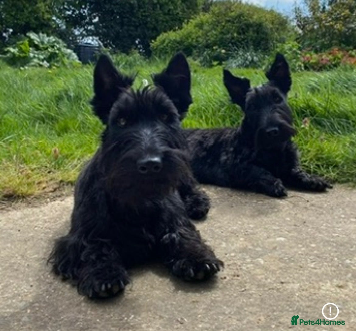 Scottish Terrier dogs Beautiful KC Scottish Terrier puppies  - Advert 5