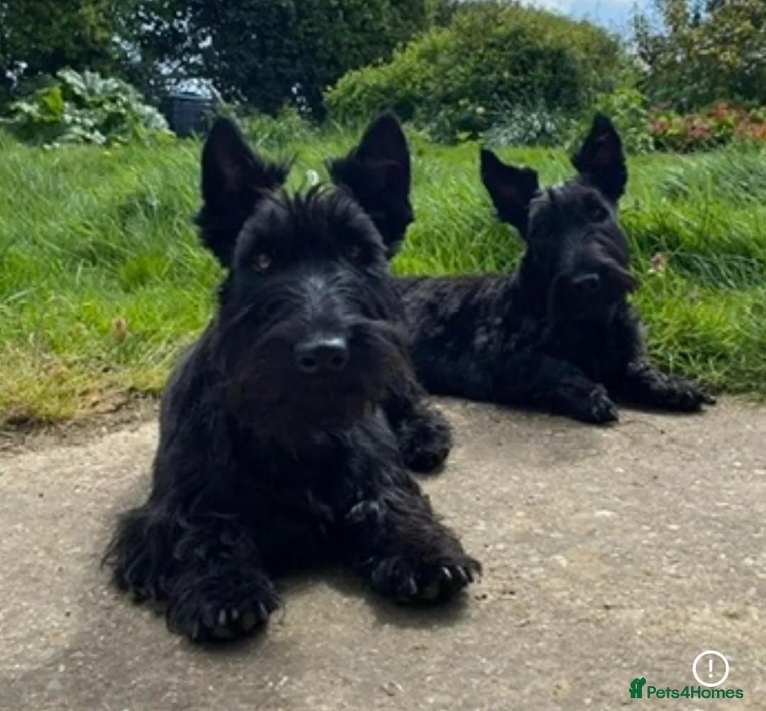 Scottish Terrier dogs for sale: Beautiful KC Scottish Terrier puppies  in Canterbury - Advert 1