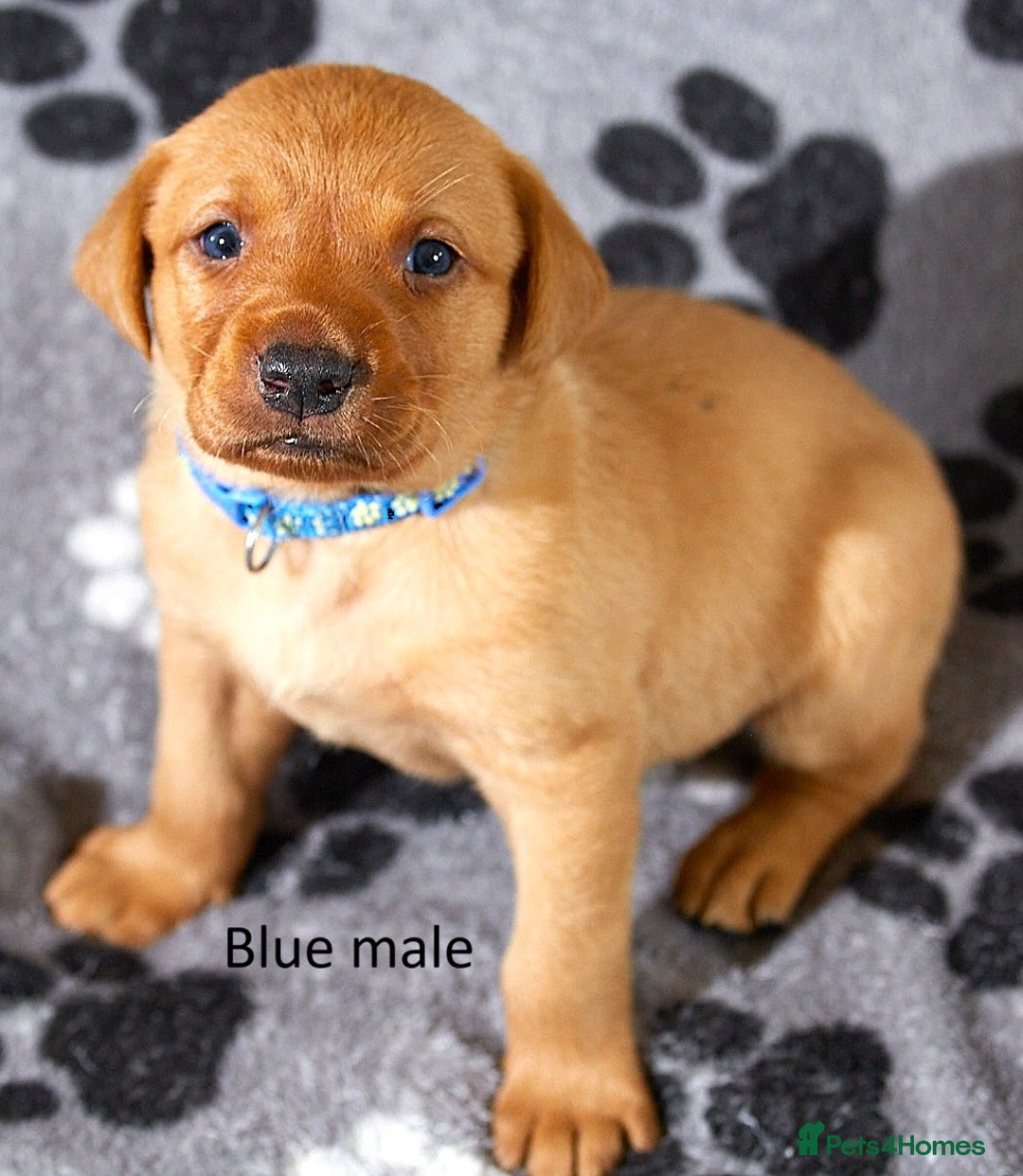 Labrador Retriever dogs for sale: Fox red labrador pups for sale - Image 12
