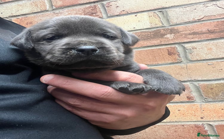 Labrador Retriever dogs - Advert 13