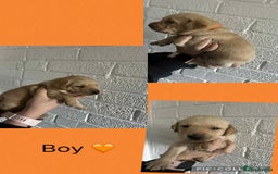 Labrador Retriever dogs for sale: Perfect Labrador Puppies - Image 16