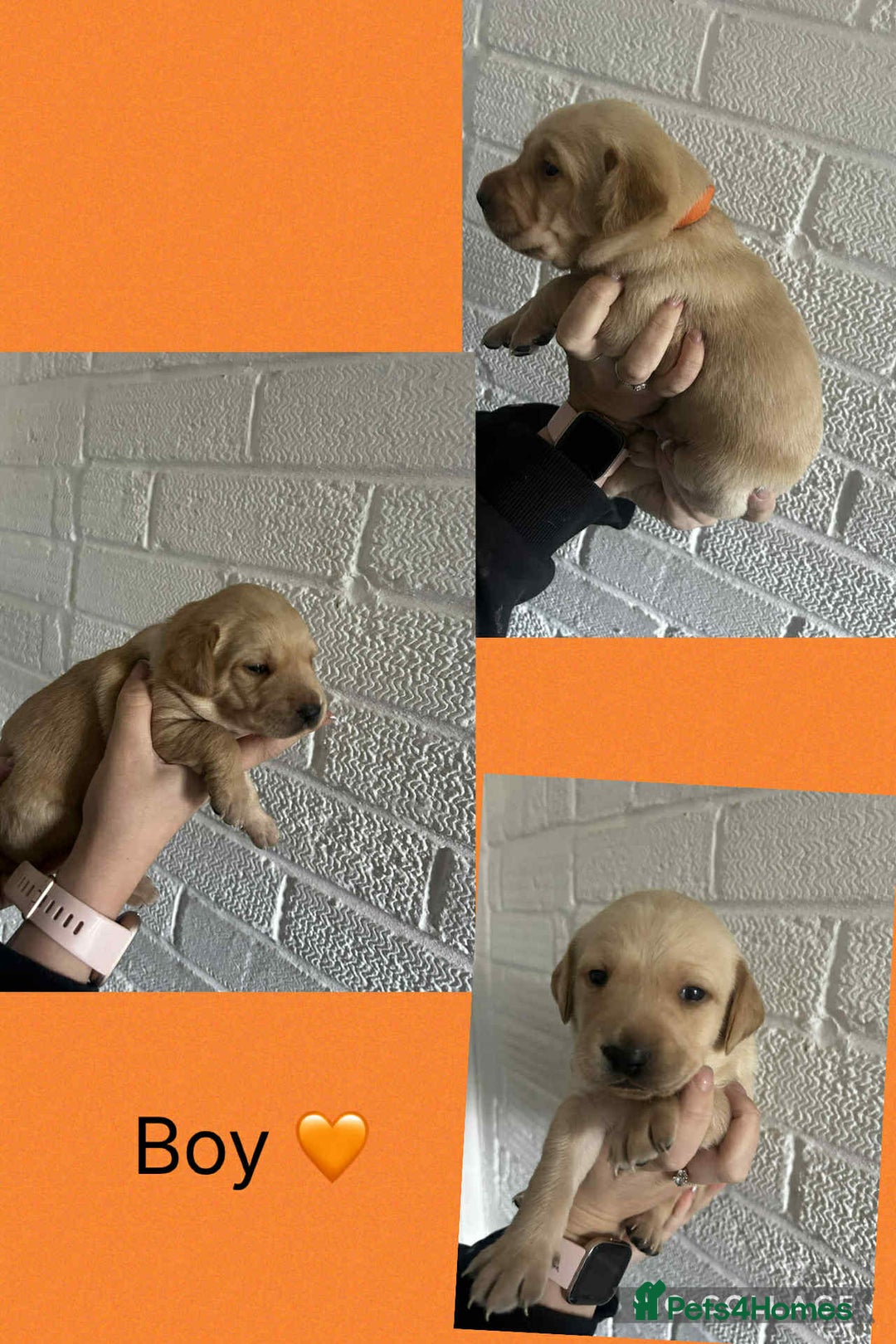 Labrador Retriever dogs for sale: Perfect Labrador Puppies - Image 16