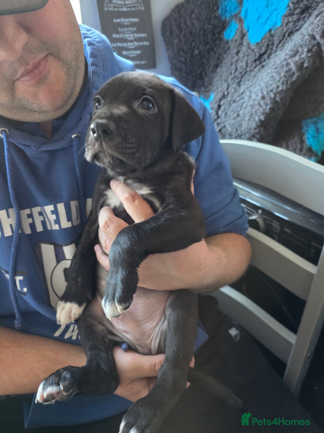 Mixed Breed dogs for sale: Cane corso x lurcher  - Image 2