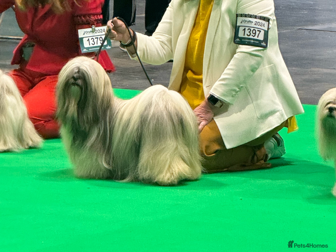 Lhasa Apso dogs for stud: KC Reg, DNA PRA4 clear Lhasa Apso in Carluke - Advert 3