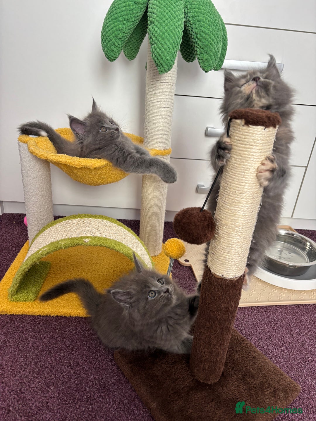Maine Coon cats for sale: ✨7 Pure Bred Maine Coon Kittens✨ - Image 25