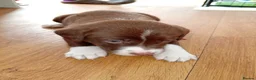 Sprollie dogs for sale: Gorgeous Sprollies puppies  Ready to leave  - Advert 6