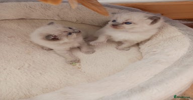 Ragdoll cats - Advert 9