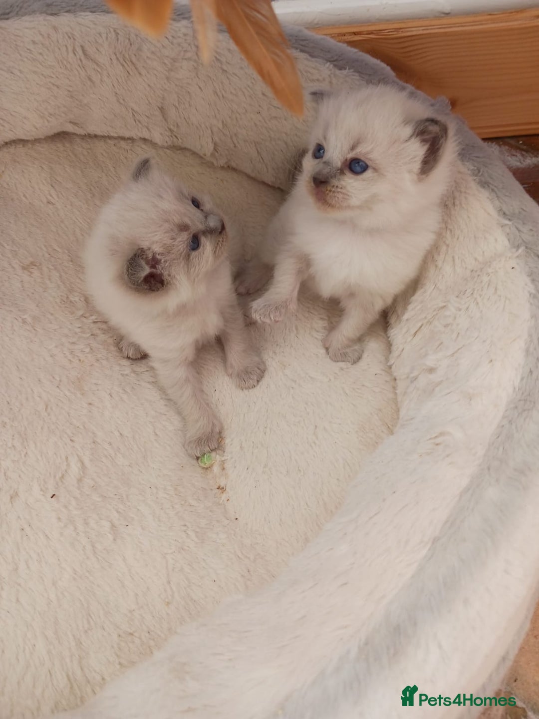 Ragdoll cats for sale: Ragdoll Kittens - Image 2