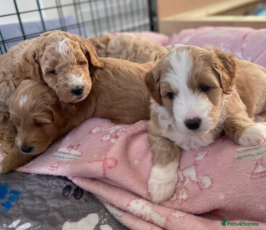 Mixed Breed dogs for sale: Mini Goldendoodle / Aussiedoodle Doubledoodles - Advert 1