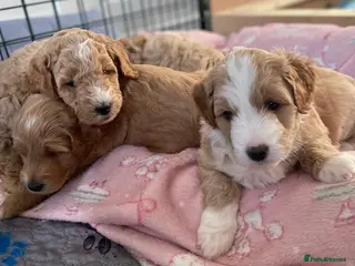 Mixed Breed dogs Mini Goldendoodle / Aussiedoodle Doubledoodles - Advert 1