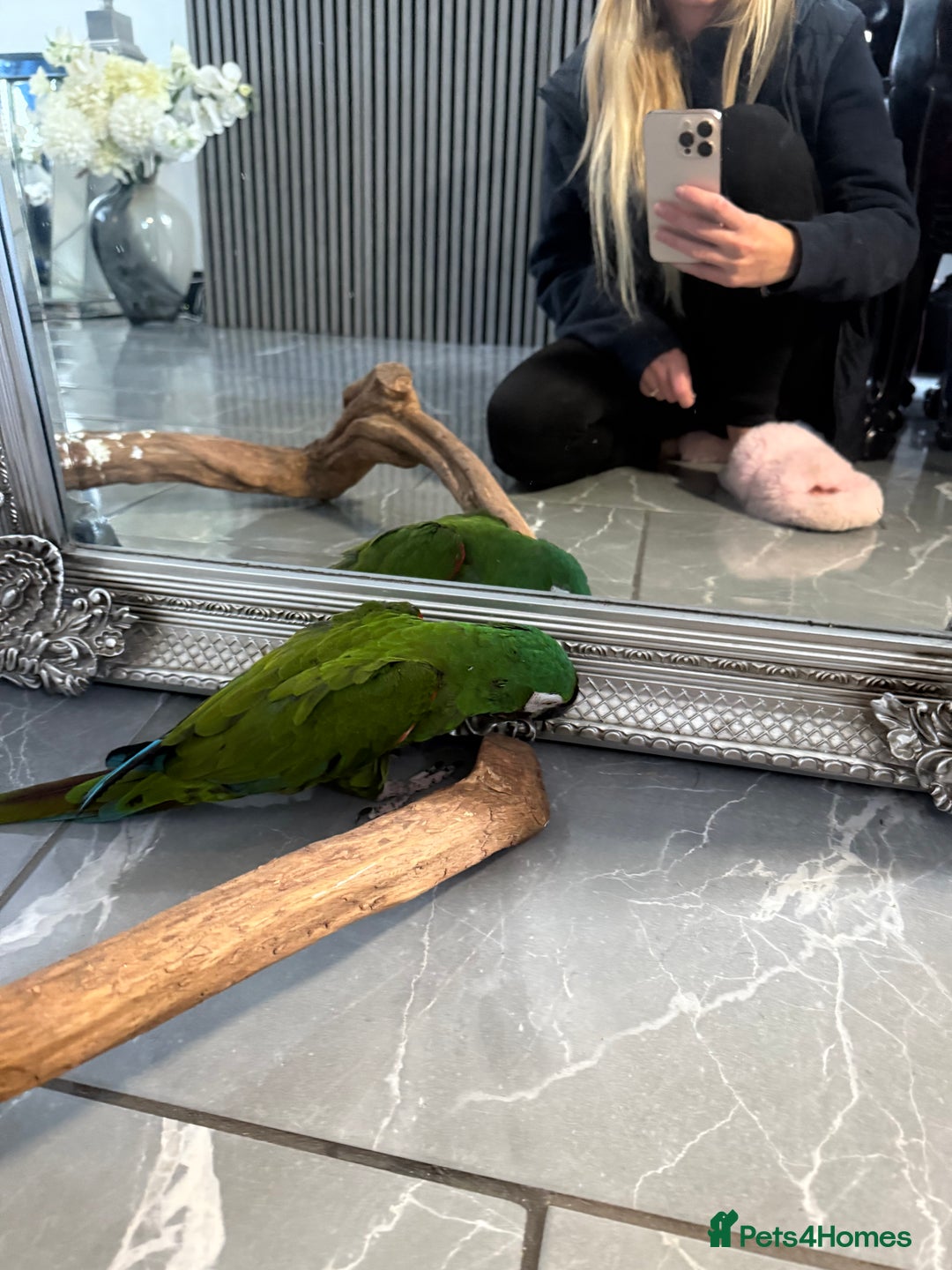 Macaws birds for sale: Talking chestnut fronted macaw  - Image 2