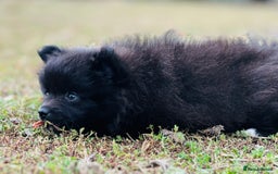 Pomeranian dogs for sale: Perfect poms - Image 5