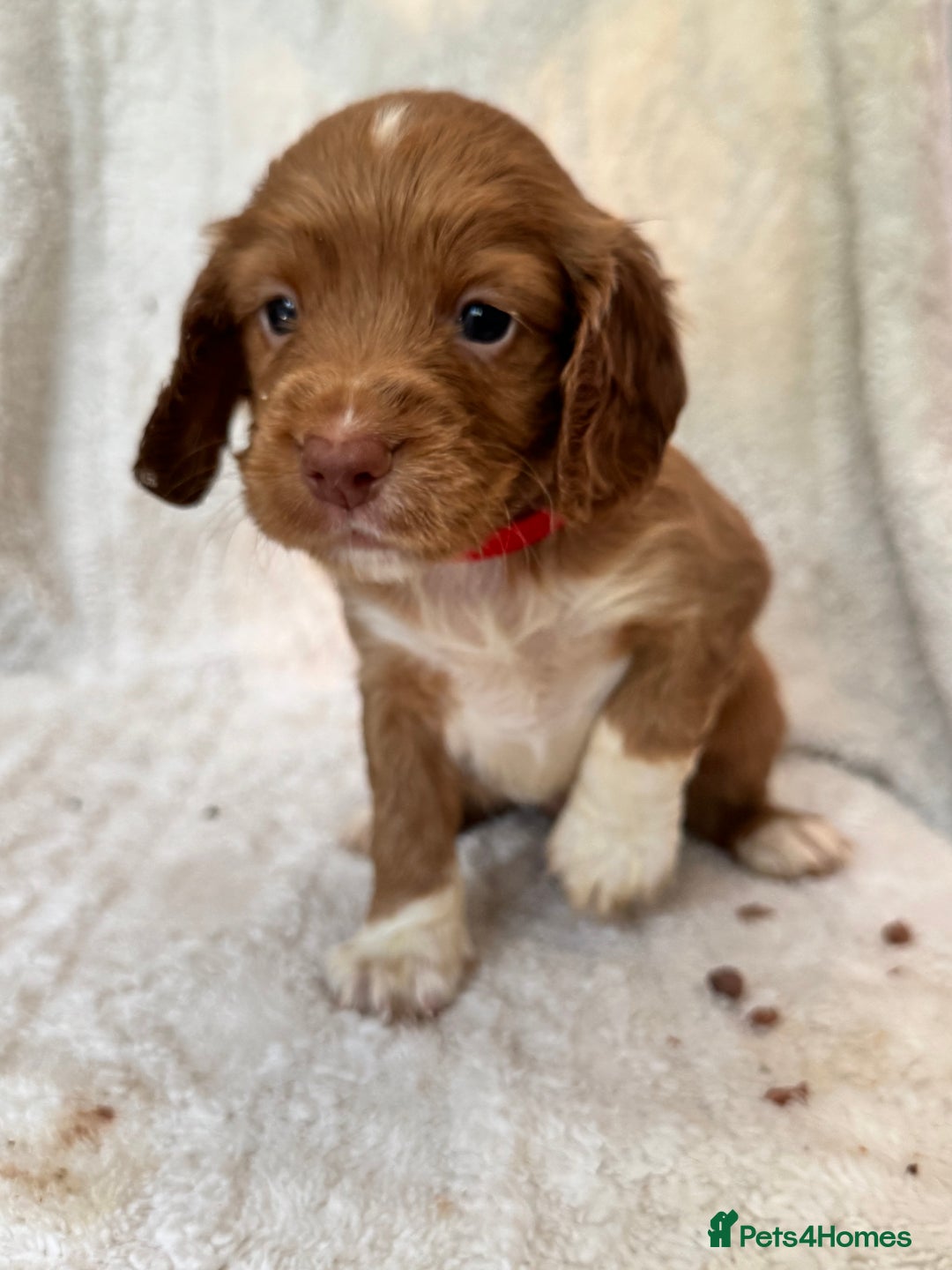 Sprocker dogs for sale: Gorgeous Homebred Sprocker Puppies - Image 5