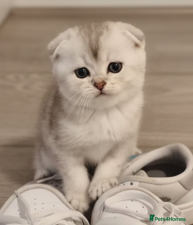 Scottish Fold cats Adorable Scottish Fold & Straight Kittens - Advert 3