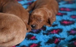 Cavapoo dogs for sale: Deep red Cavapoo puppies/ dna tested 💙 - Image 3